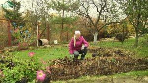 Георгины осенью: когда выкапывать клубни и как хранить их зимой - 7 дач