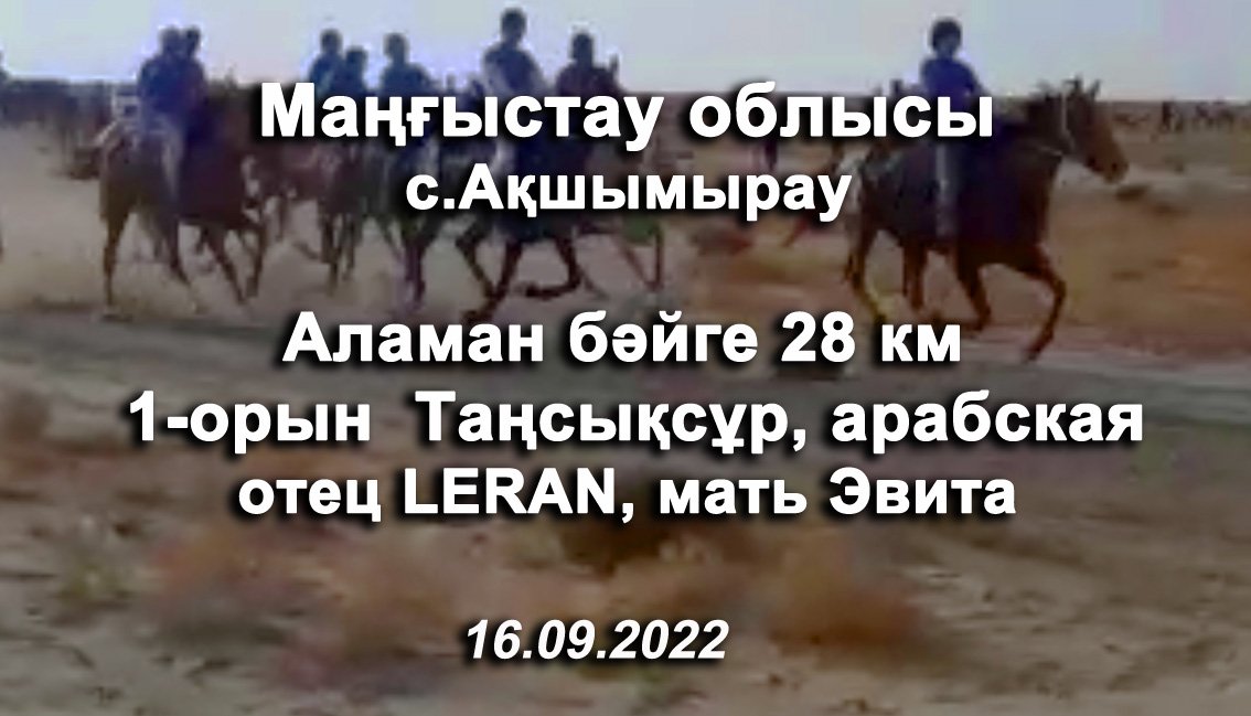 16.09.2022 Мангистауская область Аламан бейге 28км. 1-место Таңсықсур (LERAN-ЭВИТА) арабская кобыла