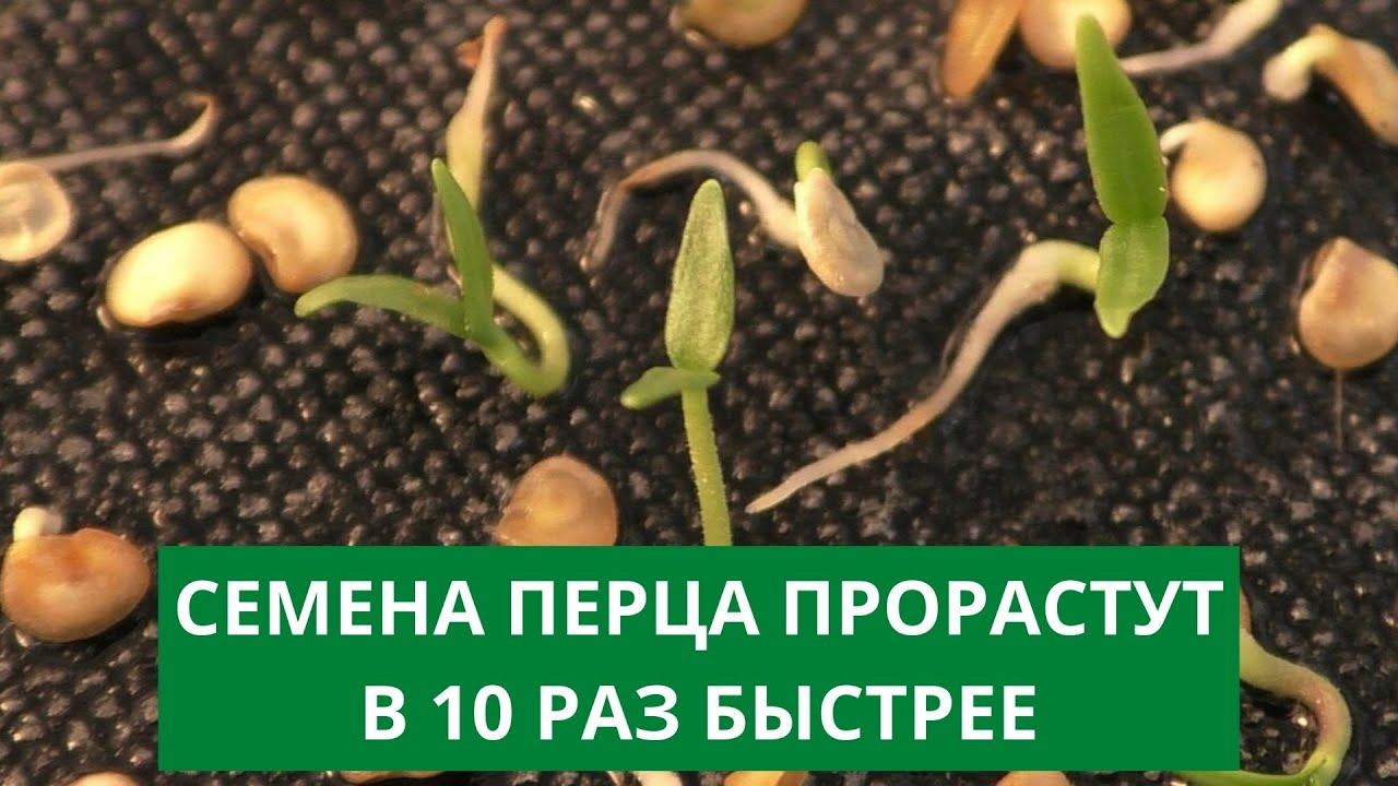 Как быстрее прорастить перец. Быстро прорастить семена перца. семечко перца проклюнулись. перец проклюнулся в почвабрикети. подкормка проросших перцев первая.