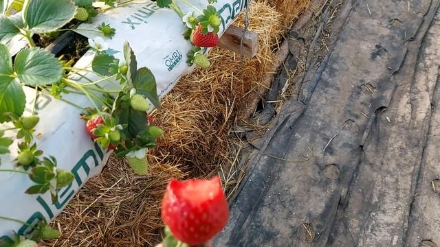 Флорида бьюти в теплице на 18.03.2021г. смотреть онлайн