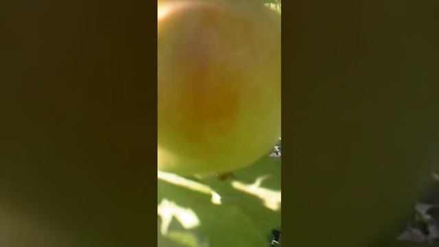 Фрукты - яблоки
