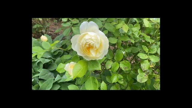 ? 14 David Austin Roses // Crown Princess Margareta, Abraham Darby смотреть онлайн