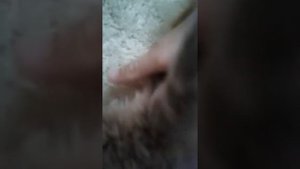 Как надеть шлейку на кролика ??