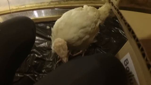 Вес индюков в 6 недель // PURINA - Давай, до свидания! // Хайбрид конвертер (Канада) смотреть онлайн