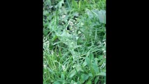 108. Пастушья сумка обыкновенная - Capsella bursa-pastoris