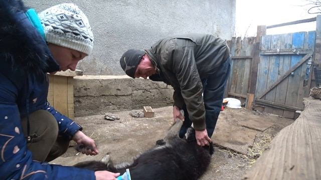 СПАСЁННЫЕ С ДАЧ МУХА И ПИРАТ КАК СЕЙЧАС ЖИВУТ,И ДР... смотреть онлайн