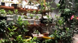 ПОДСВЕТКА КОМНАТНЫХ РАСТЕНИЙ 4К