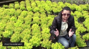 Спирея японская Голдмаунд  / Спирея посадка и уход