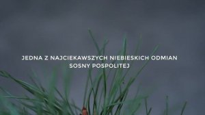 CHANTRY BLUE - sosna pospolita (Pinus sylvestris 'Chantry Blue') - intensywnie niebieska sosna