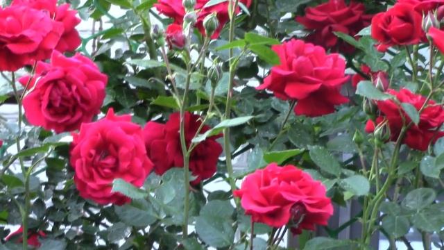 Плетистая роза Амадеус. Секреты выращивания. смотреть онлайн