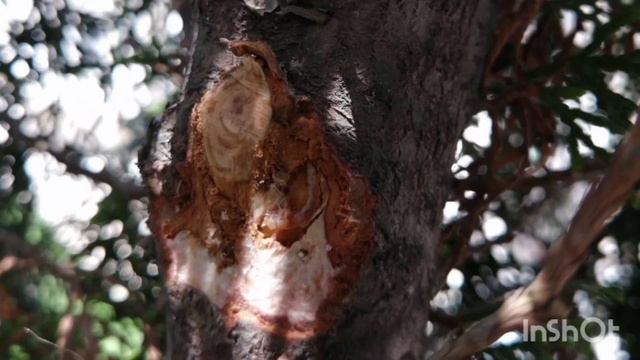 Как бороться с Радужной кипарисовой златкой ? #златка