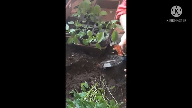 Пикировка баклажан и сладкого перца. Бюджетные стаканы для пекировки. смотреть онлайн