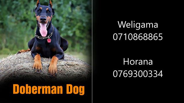 Dogs | Sri Lanka Most Popular Doberman Puppy Selling Points and Contact Number | Dog show смотреть онлайн