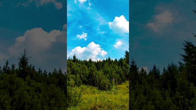 Лебеди белые, автор - исполн.Галина Павлова, муз С,Грищук, видео монтаж Ariana Iskander