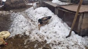 Спаривание уток???