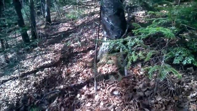 Сбор кедровых шишек. Часть 1 смотреть онлайн