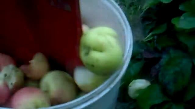 TrifonovShow - Как приготовить яблочный пирог смотреть онлайн