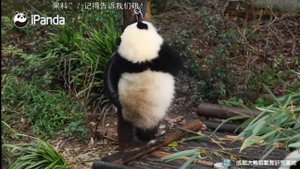 Поведение панд в зоопарке,угощение для панд  #Мишки#ПандыКитай