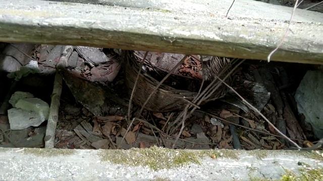 Заброшенный дом в селе Чемодановка под Пензой смотреть онлайн