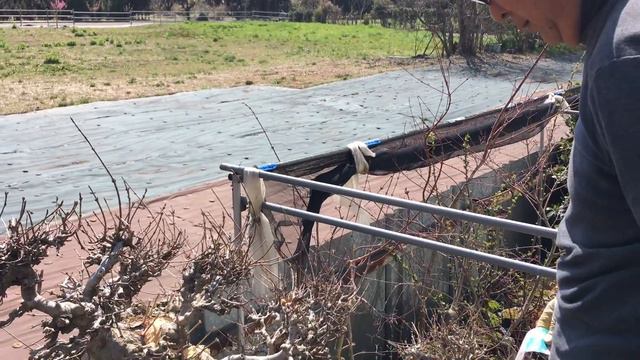 生きている間に出会えた巨大な楓盆栽を小さい盆栽に作っていくよ・やじま園@tane.bonsai смотреть онлайн