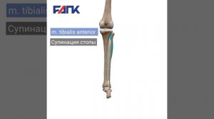 Передняя большеберцовая мышца (m. tibialis anterior)