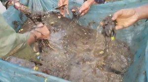 Small-scale fishing method in panning with net nets।।cat fishing।।carp fishing।fishing bait