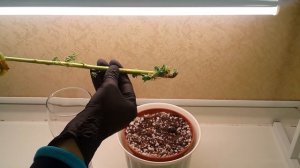 ? Как легко размножить очиток видный осенью черенками?