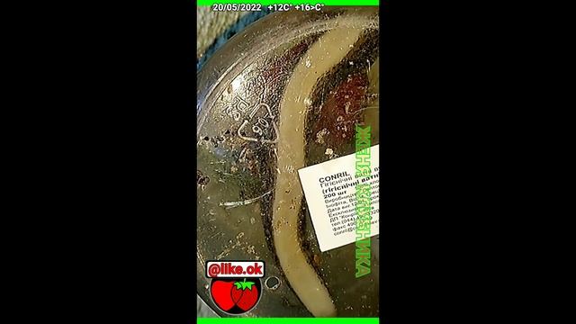 КАК БОРОТЬСЯ СО СЛИЗНЯКАМИ НА КЛУБНИКЕ? ЛУЧШЕЕ СРЕДСТВО! смотреть онлайн