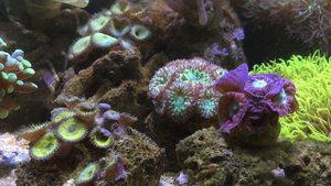 Морскому аквариуму ровно год!