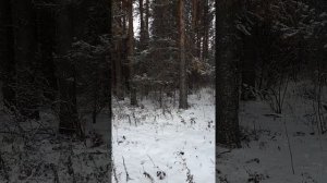 Охота с русской гончей на зайца 26.11.2018