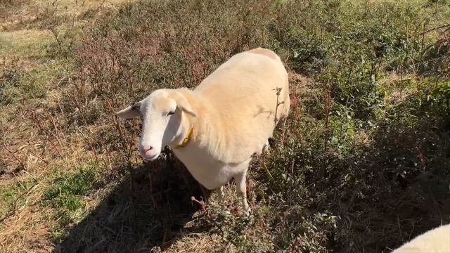 No Start Harvest & Farmall ? смотреть онлайн