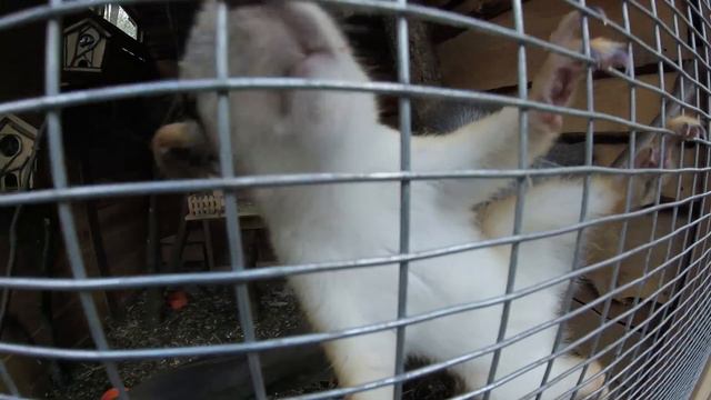 Парк янтарного периода. Осенняя прогулка. Светлогорск. смотреть онлайн