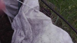 Укрытие винограда на зиму на Среднем Поволжье