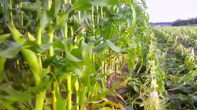 Farm Tour Before Halloween  |  Farm Animals and Vegetables for Kids |Ферма Тур на Тракторе для Дете