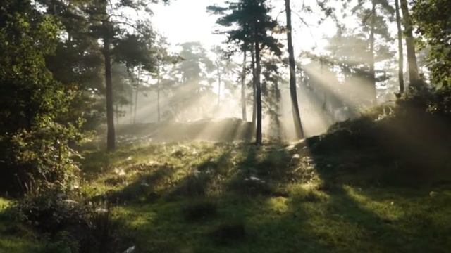 Relaxing sleep music, Звуки природы, пение птиц, Звуки леса, для релаксации сна и медитации смотреть онлайн