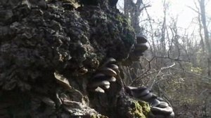 ТРЕТИЙ УРОЖАЙ ВЕШЕНКИ В ЛЕСУ С ОДНОГО ДЕРЕВА)))))