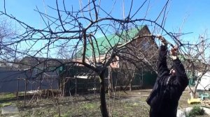 Обрезка яблони в условиях города