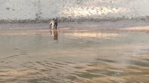 Французский бульдог не умеет плавать. Что сделает Марсель, если команда "ко мне", а впереди река?