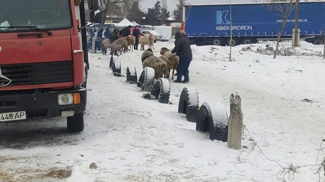 681 вот такие жирные весь скот уходит от нас на юг страны..