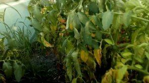 БЕЗ КОММЕНТАРИЕВ /ГИБРИД ТОМАТА МАЛЬВА /ФИНАЛ