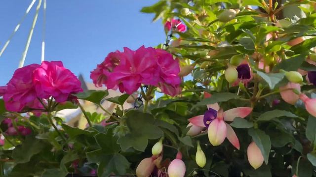 Пеларгония PAC Mexica Nealit ?Pelargonium PAC Mexica Nealit . Мой сад в Лондоне. смотреть онлайн