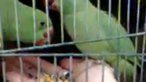 Птенцы ожерелового попугая. ПЕРВЫЙ ЭТАП ПРИРУЧЕНИЯ.