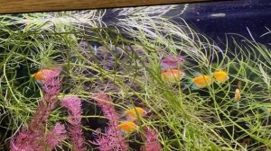 Золотые рыбки