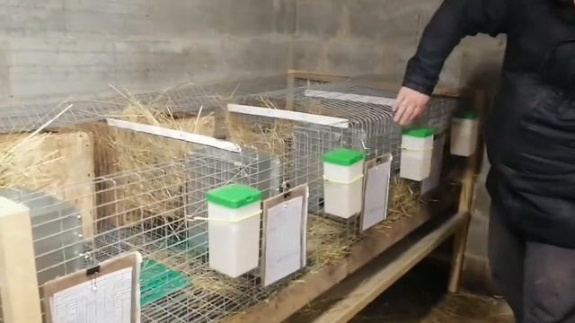 ВНИМАНИЕ!!! Новая клетка для содержания кроликов. смотреть онлайн