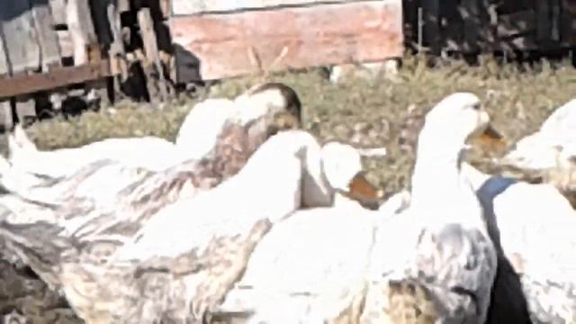 Как определить пол уток 100% способ.