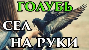Голубь сел на подоконник, окно, балкон, руку примета - Маг Fose