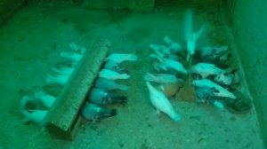 кормление племенных голубей