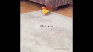 Приколы с птичками и попугаями #1. Смешные попугичи и мемы про них