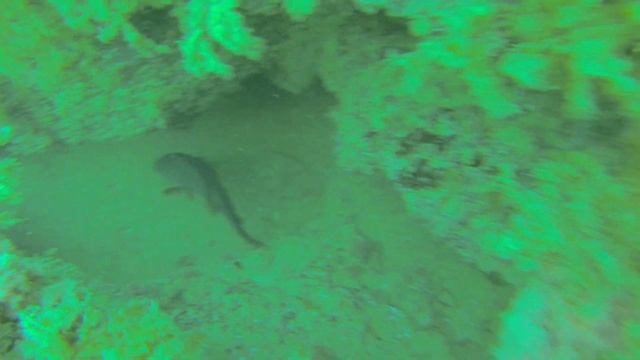 Как выглядят черноморские рябчики. смотреть онлайн