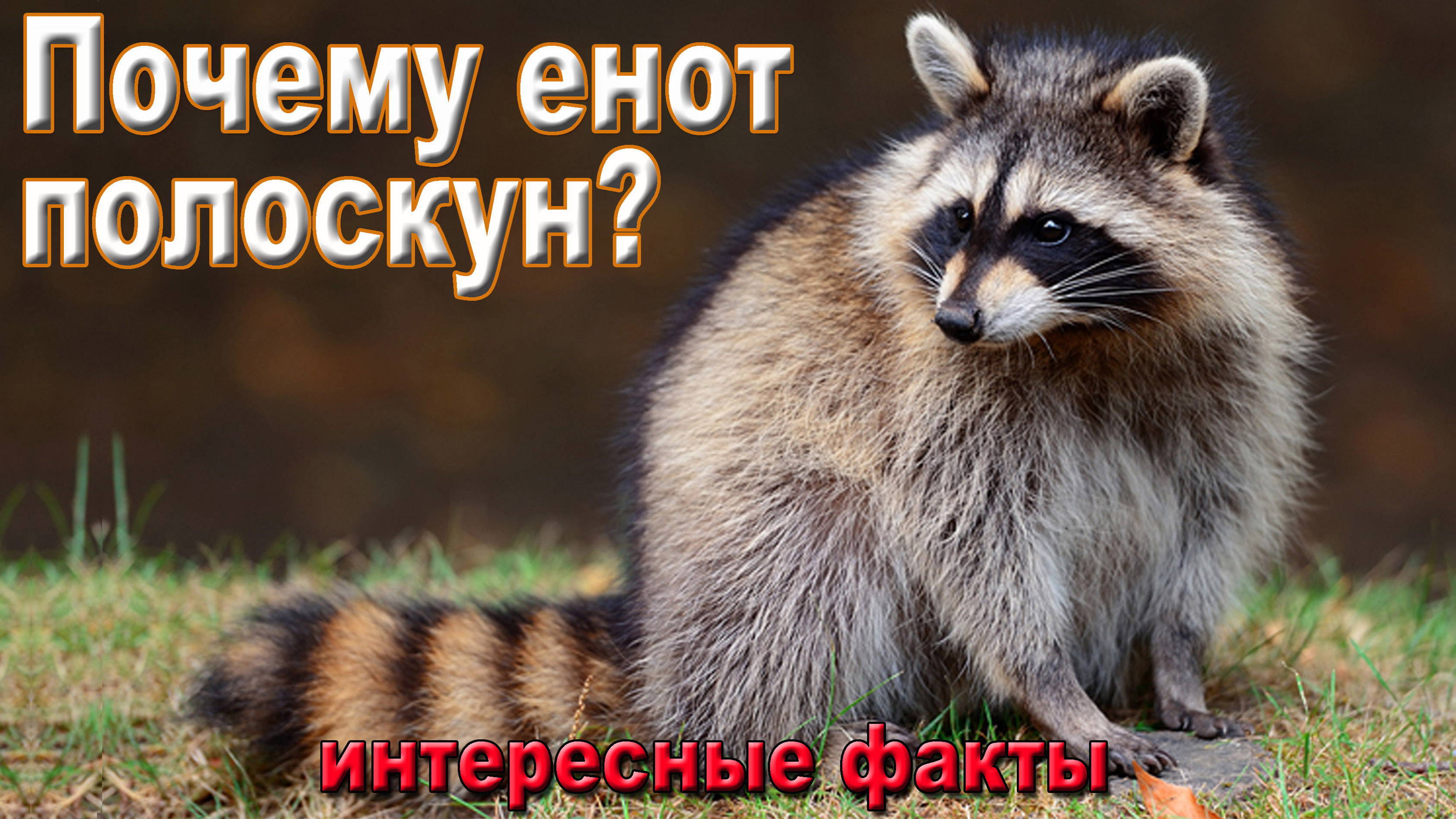 Почему енот полоскун? Интересные факты.